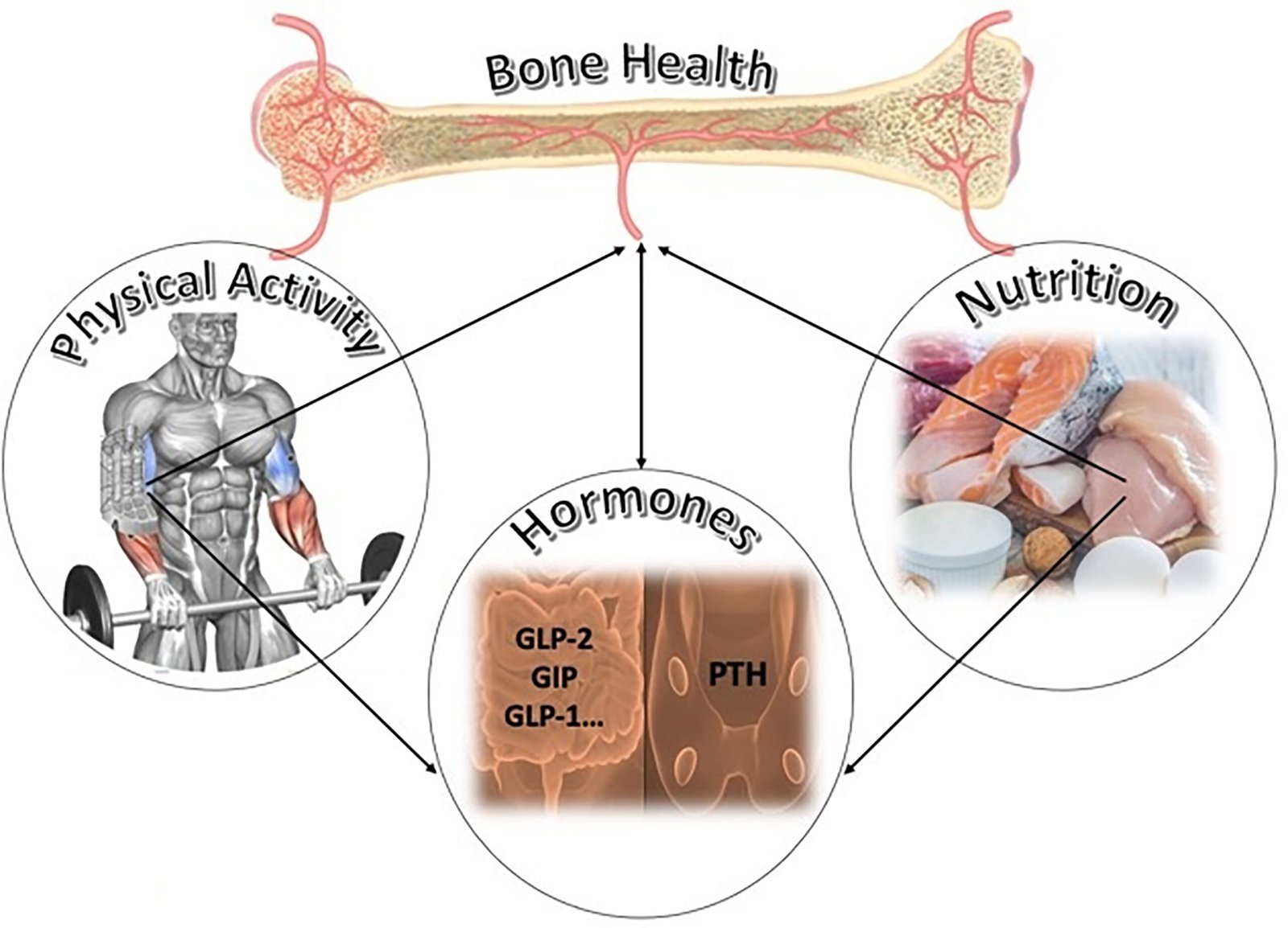 The Importance of Minerals for Bone Health