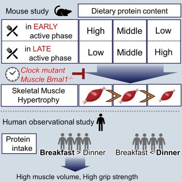 The Role of Protein Intake in Muscle Building