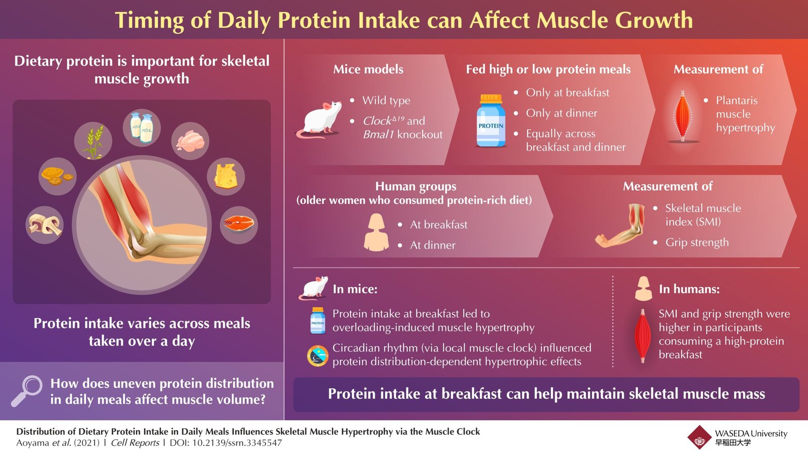 The Role of Protein Intake in Muscle Building