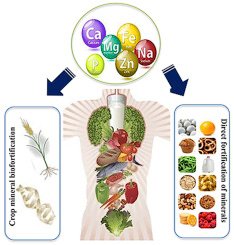 Understanding the Role of Common Minerals in Food